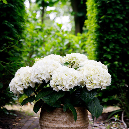 Terrasplant - Hortensia - Hydrangea Forever & Ever - 7-12 Bloemen - 2 Planten - Forestbloom