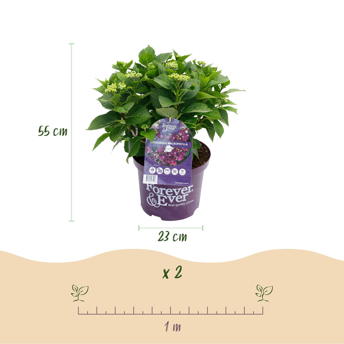 Terrasplant - Hortensia - Hydrangea Forever & Ever - 7-12 Bloemen - 2 Planten - Forestbloom