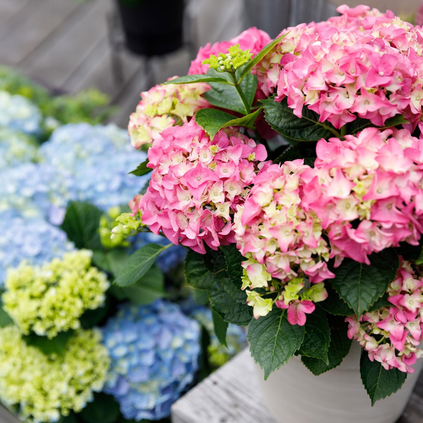 Terrasplant - Hortensia - Hydrangea Forever & Ever - 7-12 Bloemen - 2 Planten - Forestbloom