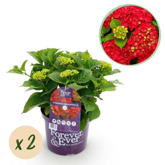 Terrasplant - Hortensia - Hydrangea Forever & Ever - 7-12 Bloemen - 2 Planten - Forestbloom