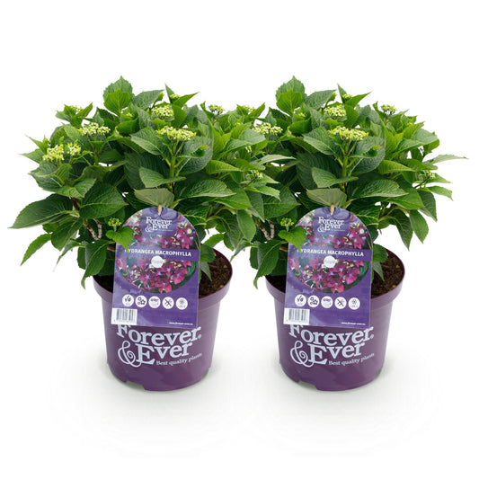 Terrasplant - Hortensia - Hydrangea Forever & Ever - 7-12 Bloemen - 2 Planten - Forestbloom