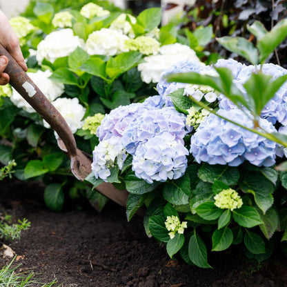 Terrasplant - Hortensia - Hydrangea Forever & Ever - 7-12 Bloemen - 2 Planten - Forestbloom