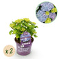 Terrasplant - Hortensia - Hydrangea Forever & Ever - 7-12 Bloemen - 2 Planten - Forestbloom