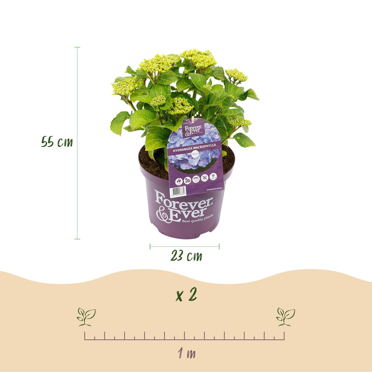 Terrasplant - Hortensia - Hydrangea Forever & Ever - 7-12 Bloemen - 2 Planten - Forestbloom