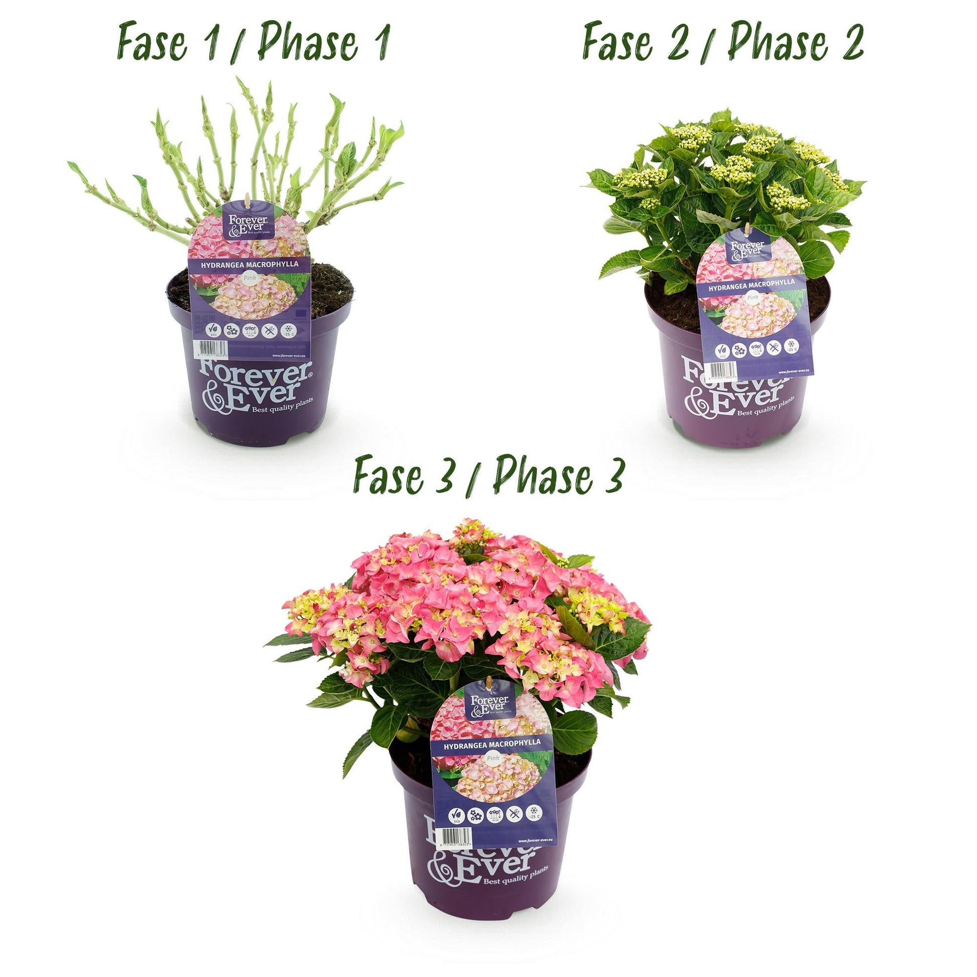 Terrasplant - Hortensia - Hydrangea Forever & Ever - 7-12 Bloemen - 2 Planten - Forestbloom