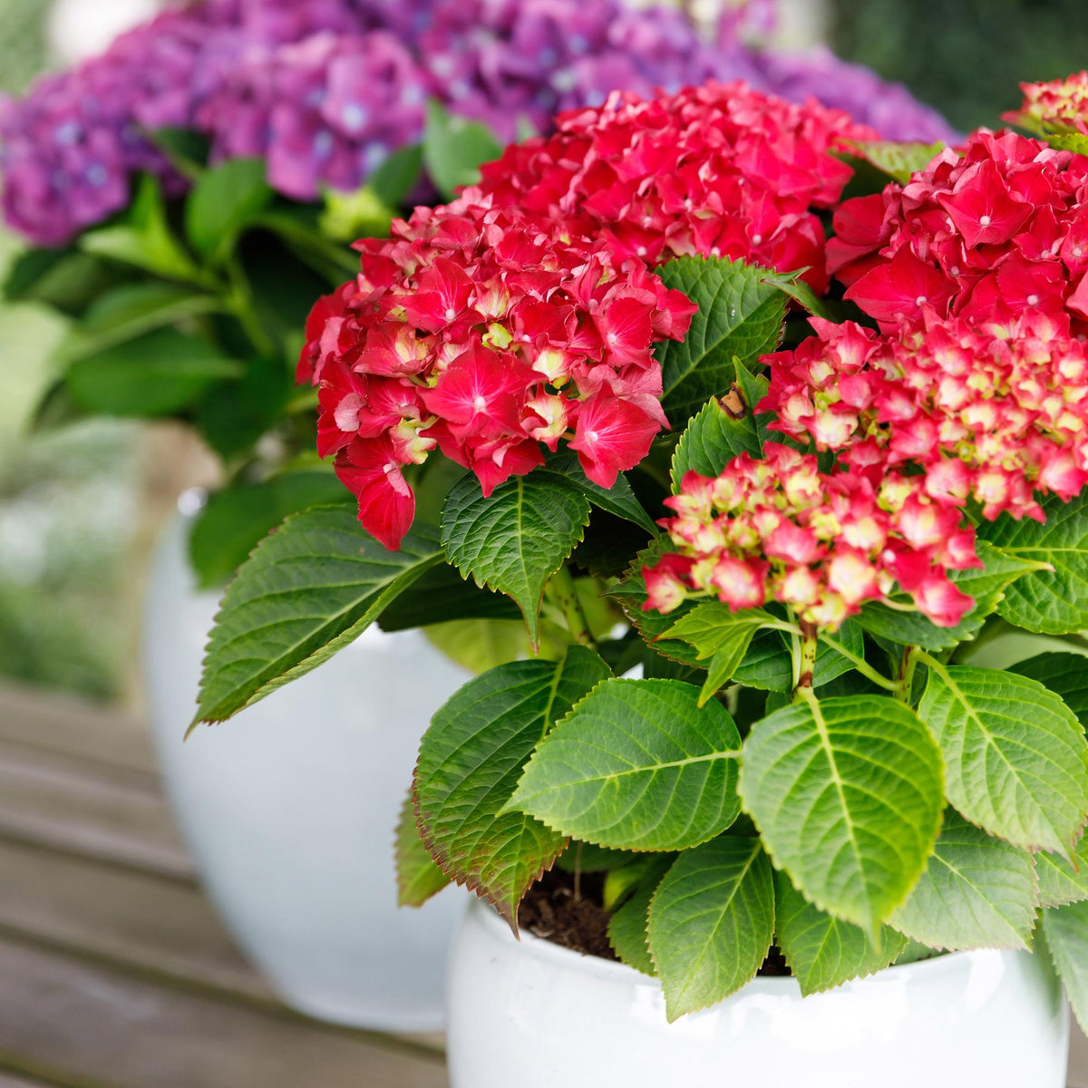 Terrasplant - Hortensia - Hydrangea Forever & Ever - 7-12 Bloemen - 2 Planten - Forestbloom