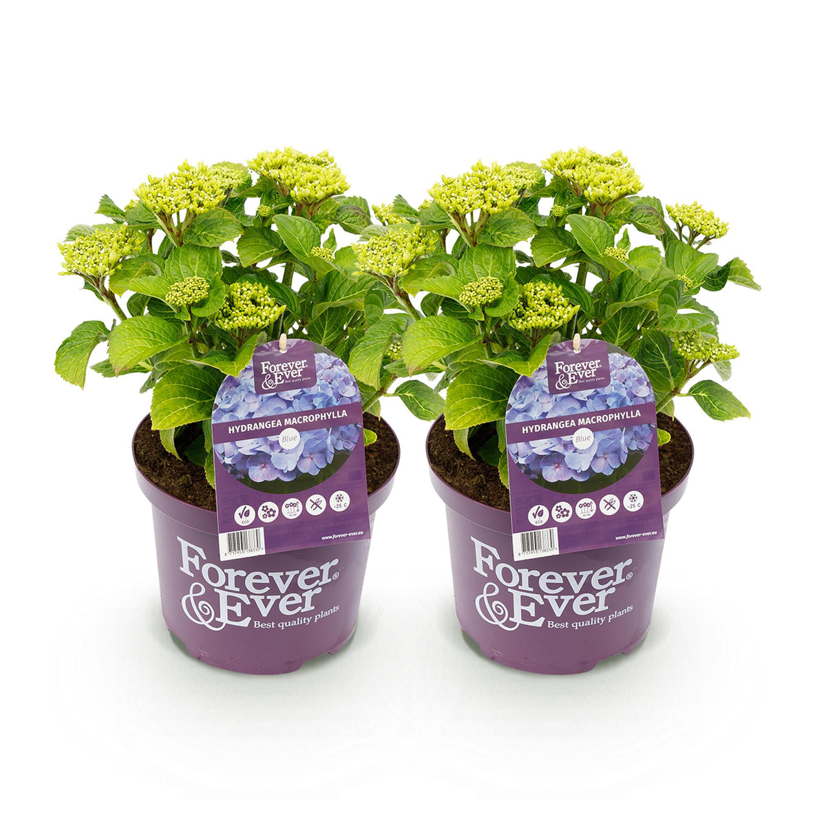 Terrasplant - Hortensia - Hydrangea Forever & Ever - 7-12 Bloemen - 2 Planten - Forestbloom