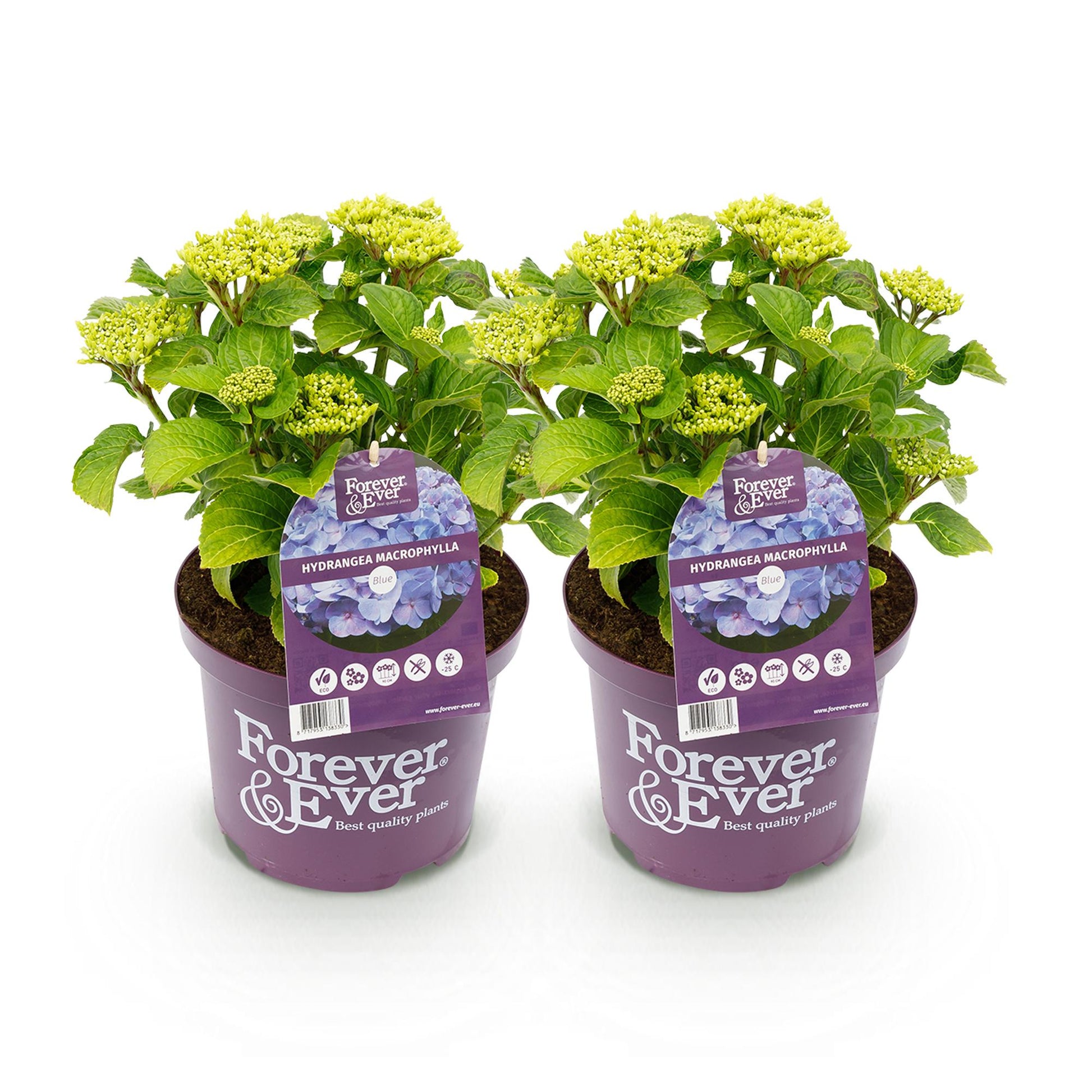 Terrasplant - Hortensia - Hydrangea Forever & Ever - 7-12 Bloemen - 2 Planten - Forestbloom
