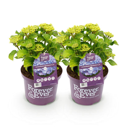 Terrasplant - Hortensia - Hydrangea Forever & Ever - 7-12 Bloemen - 2 Planten - Forestbloom