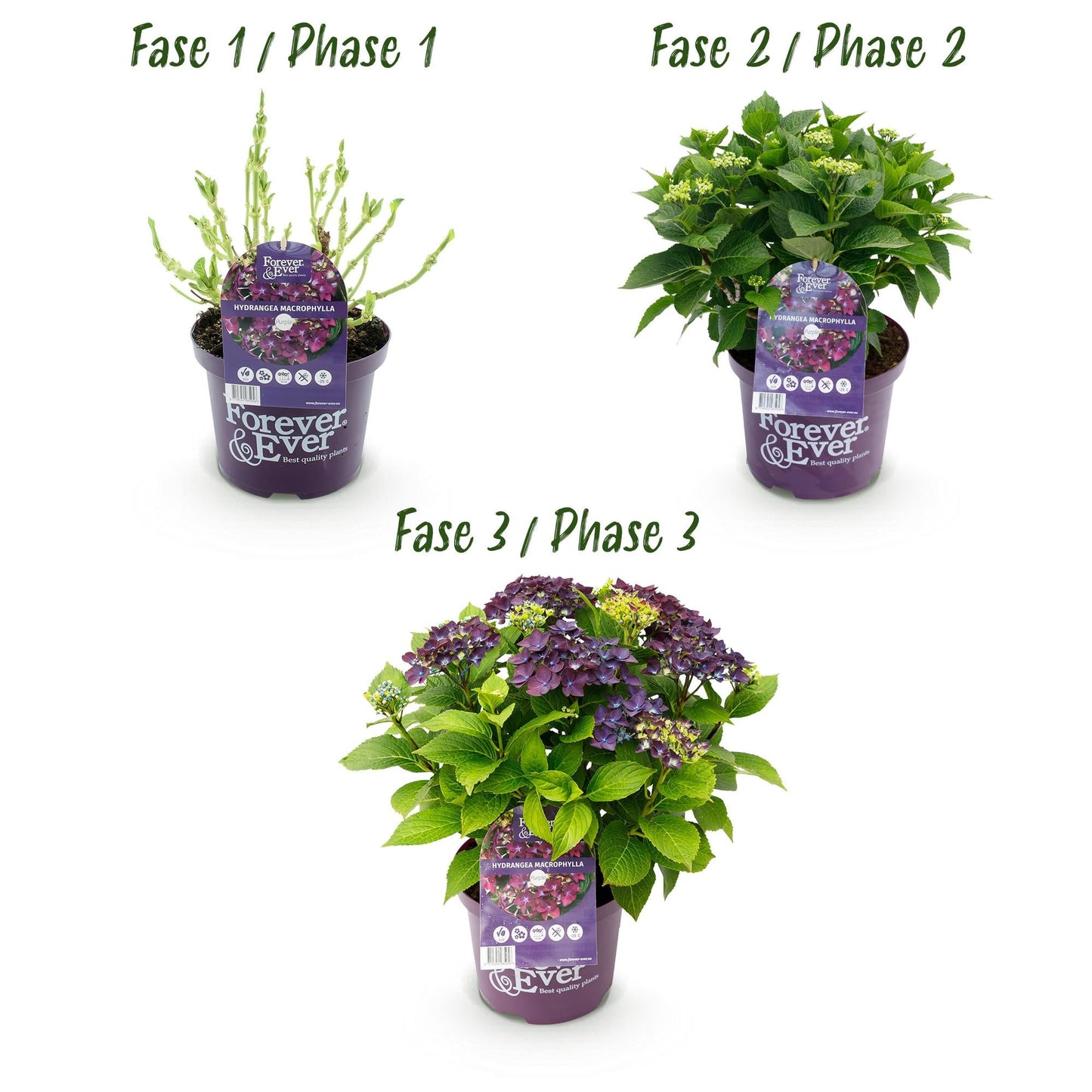 Terrasplant - Hortensia - Hydrangea Forever & Ever - 7-12 Bloemen - 2 Planten - Forestbloom