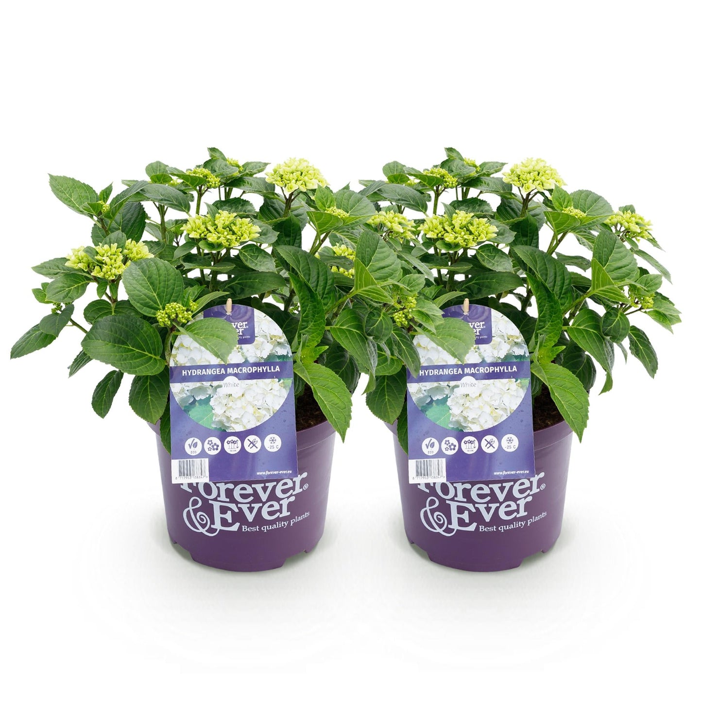 Terrasplant - Hortensia - Hydrangea Forever & Ever - 7-12 Bloemen - 2 Planten - Forestbloom