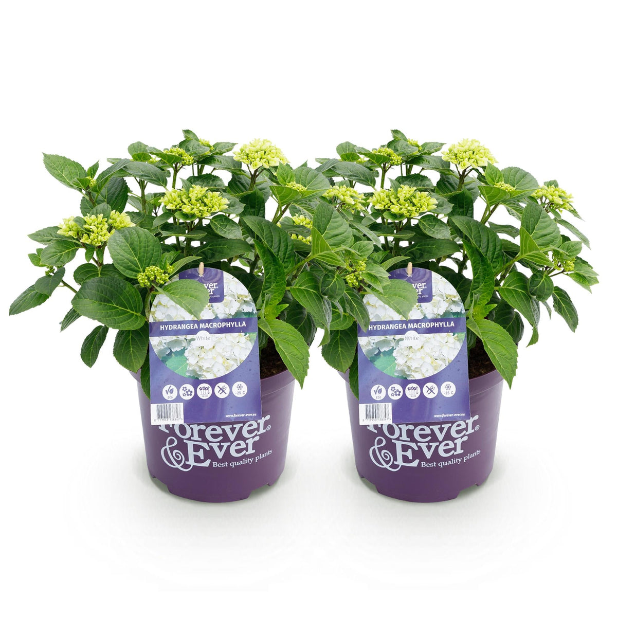 Terrasplant - Hortensia - Hydrangea Forever & Ever - 7-12 Bloemen - 2 Planten - Forestbloom