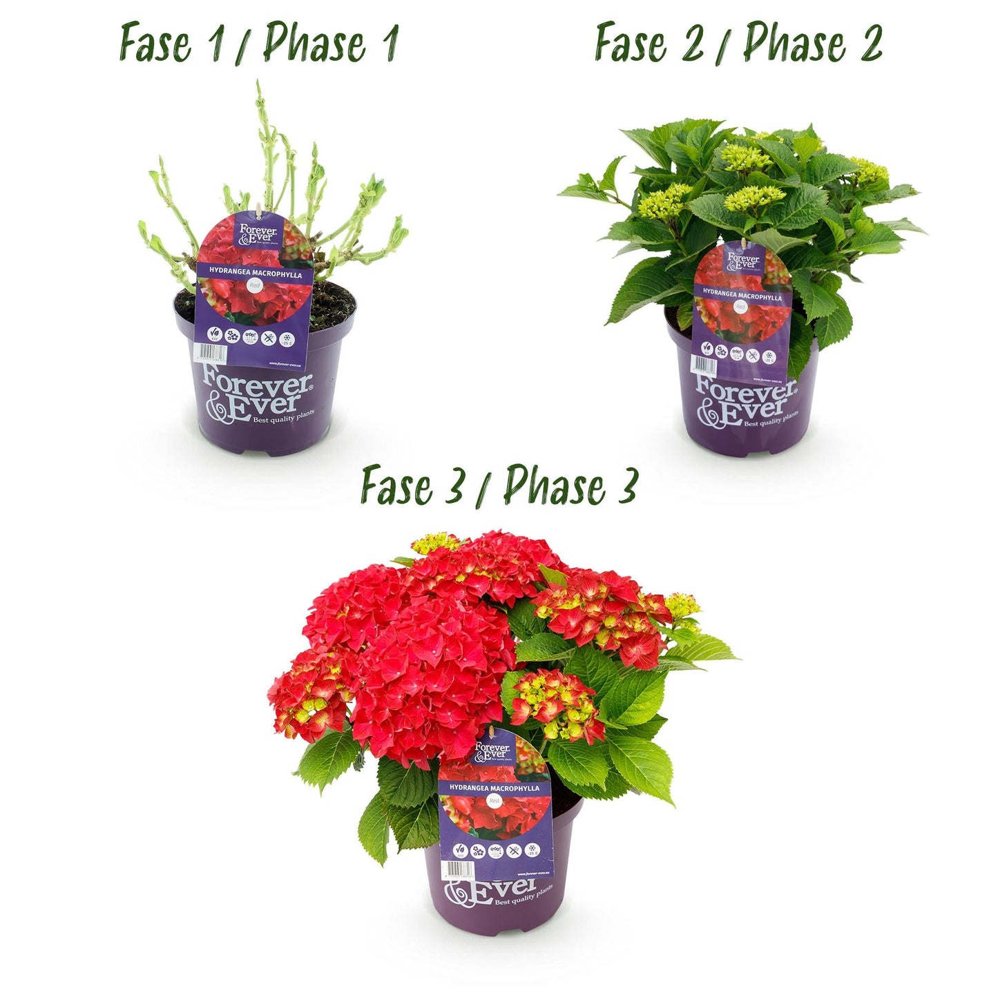Terrasplant - Hortensia - Hydrangea Forever & Ever - 7-12 Bloemen - 2 Planten - Forestbloom