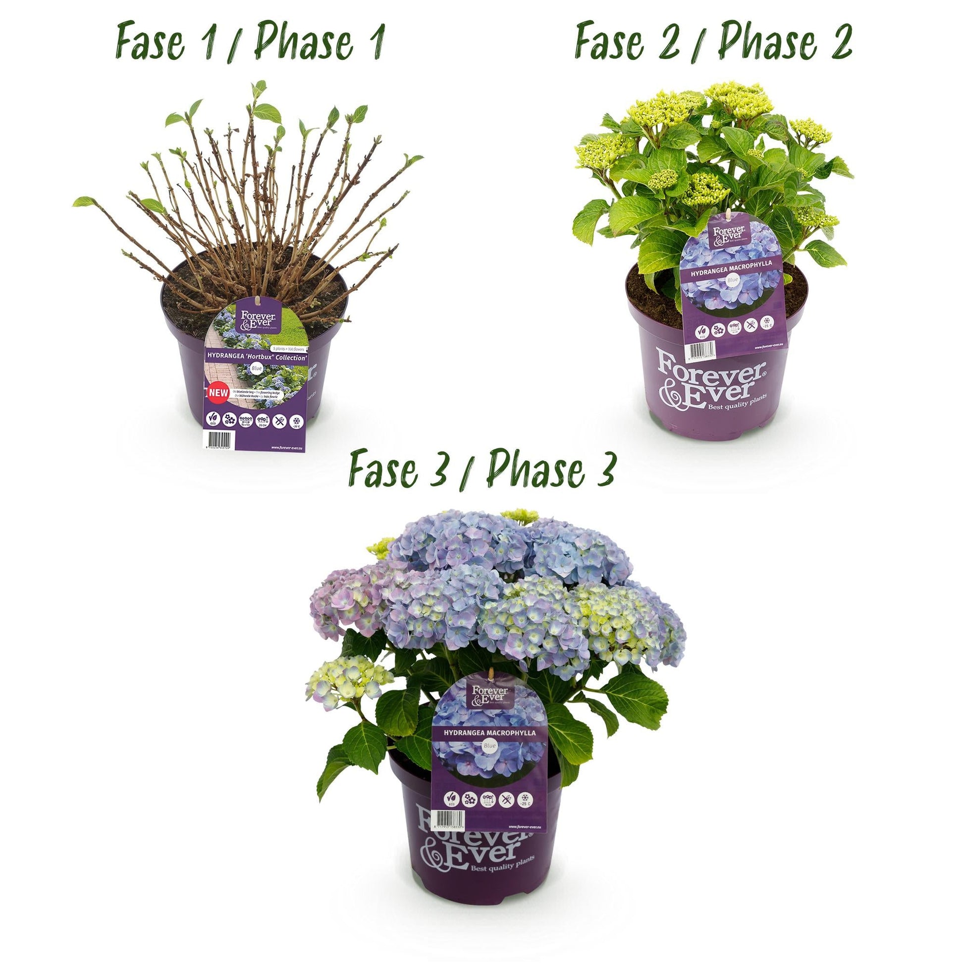 Terrasplant - Hortensia - Hydrangea Forever & Ever - 7-12 Bloemen - 2 Planten - Forestbloom