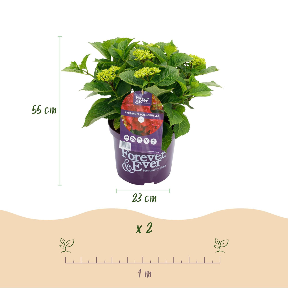 Terrasplant - Hortensia - Hydrangea Forever & Ever - 7-12 Bloemen - 2 Planten - Forestbloom