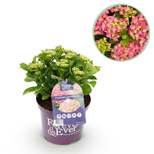 Terrasplant - Hortensia - Hydrangea Forever & Ever - 7-12 Bloemen - Forestbloom