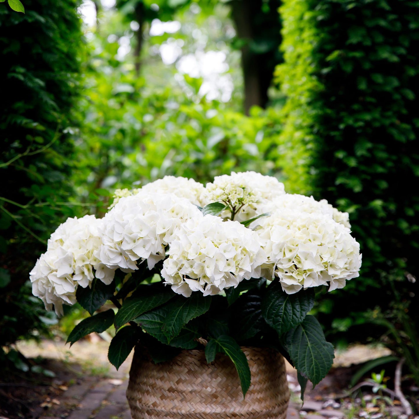 Terrasplant - Hortensia - Hydrangea Forever & Ever - 7-12 Bloemen - Forestbloom