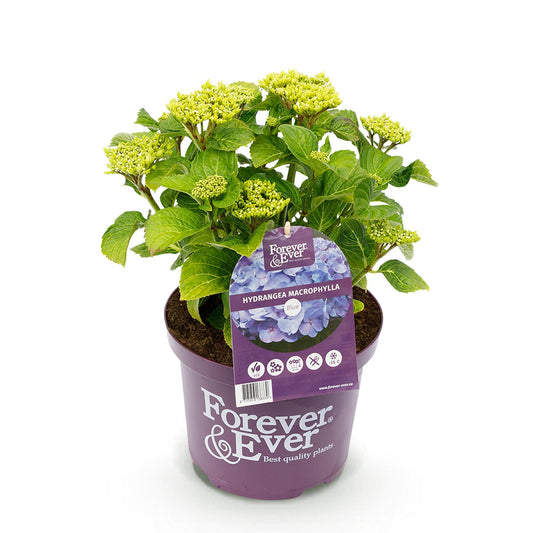 Terrasplant - Hortensia - Hydrangea Forever & Ever - 7-12 Bloemen - Forestbloom