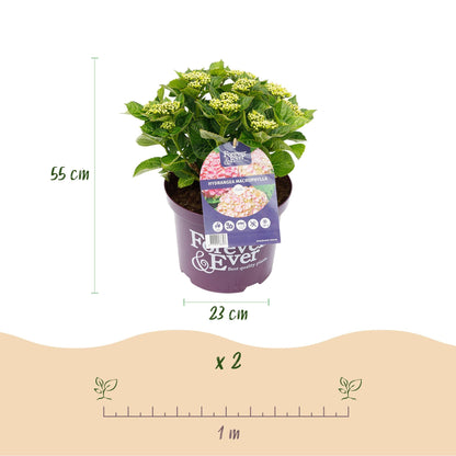 Terrasplant - Hortensia - Hydrangea Forever & Ever - 7-12 Bloemen - Forestbloom