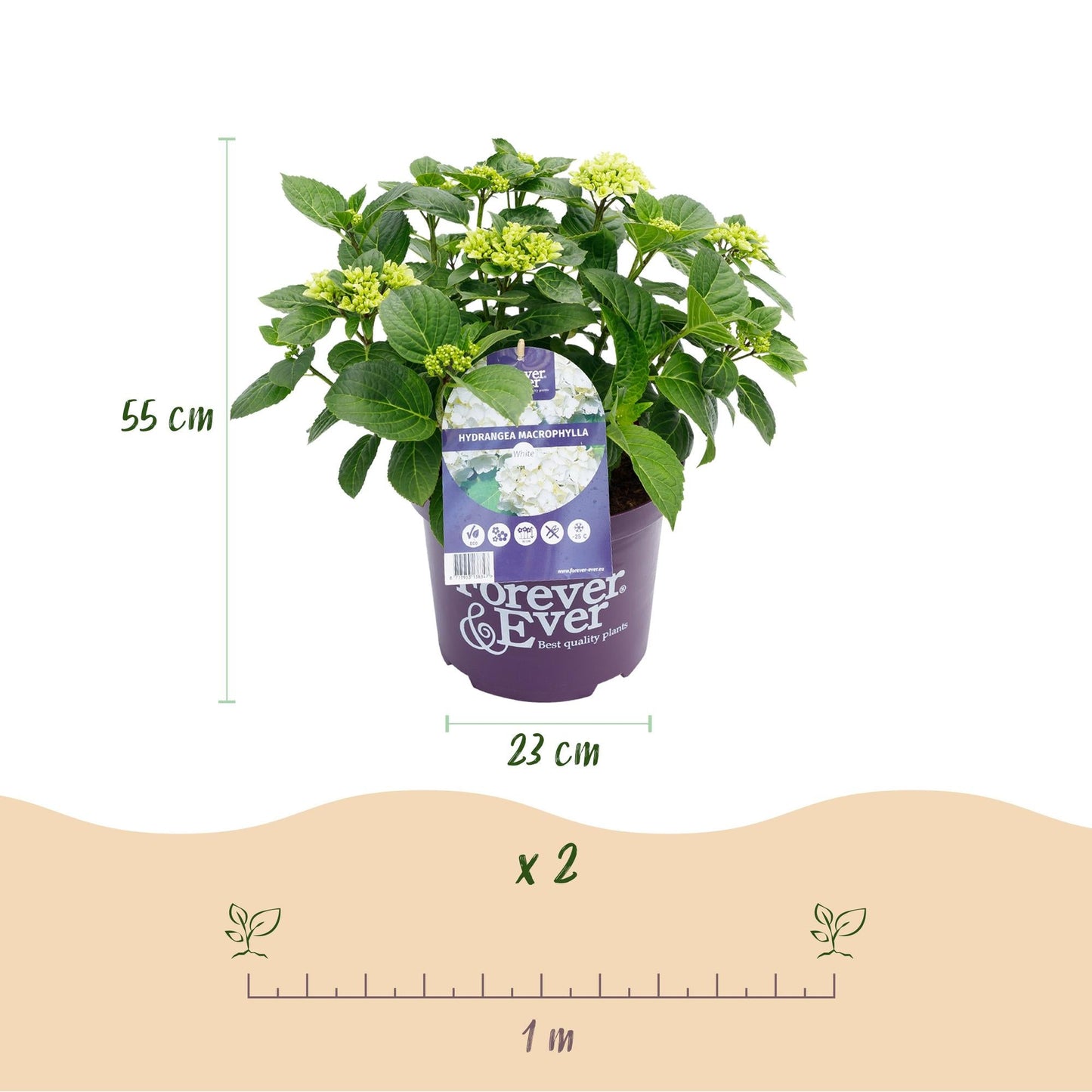 Terrasplant - Hortensia - Hydrangea Forever & Ever - 7-12 Bloemen - Forestbloom