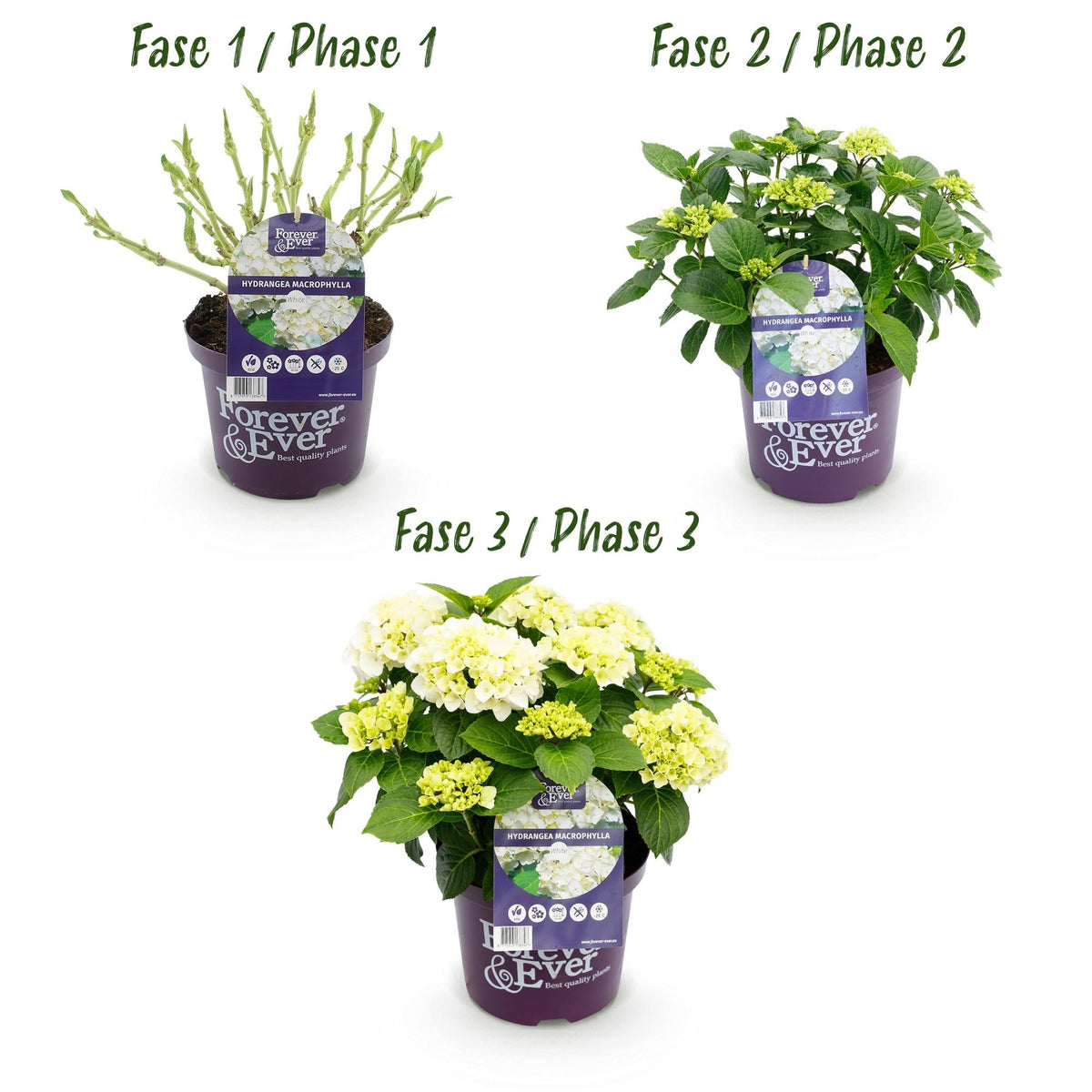 Terrasplant - Hortensia - Hydrangea Forever & Ever - 7-12 Bloemen - Forestbloom