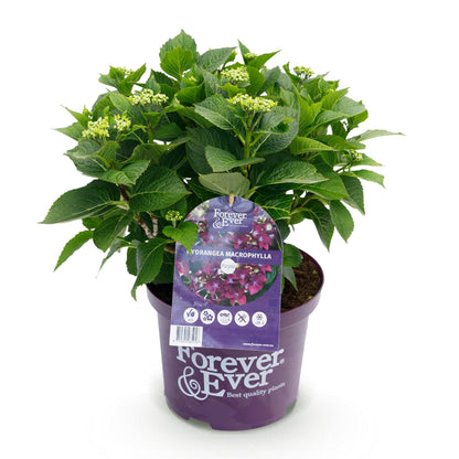 Terrasplant - Hortensia - Hydrangea Forever & Ever - 7-12 Bloemen - Forestbloom