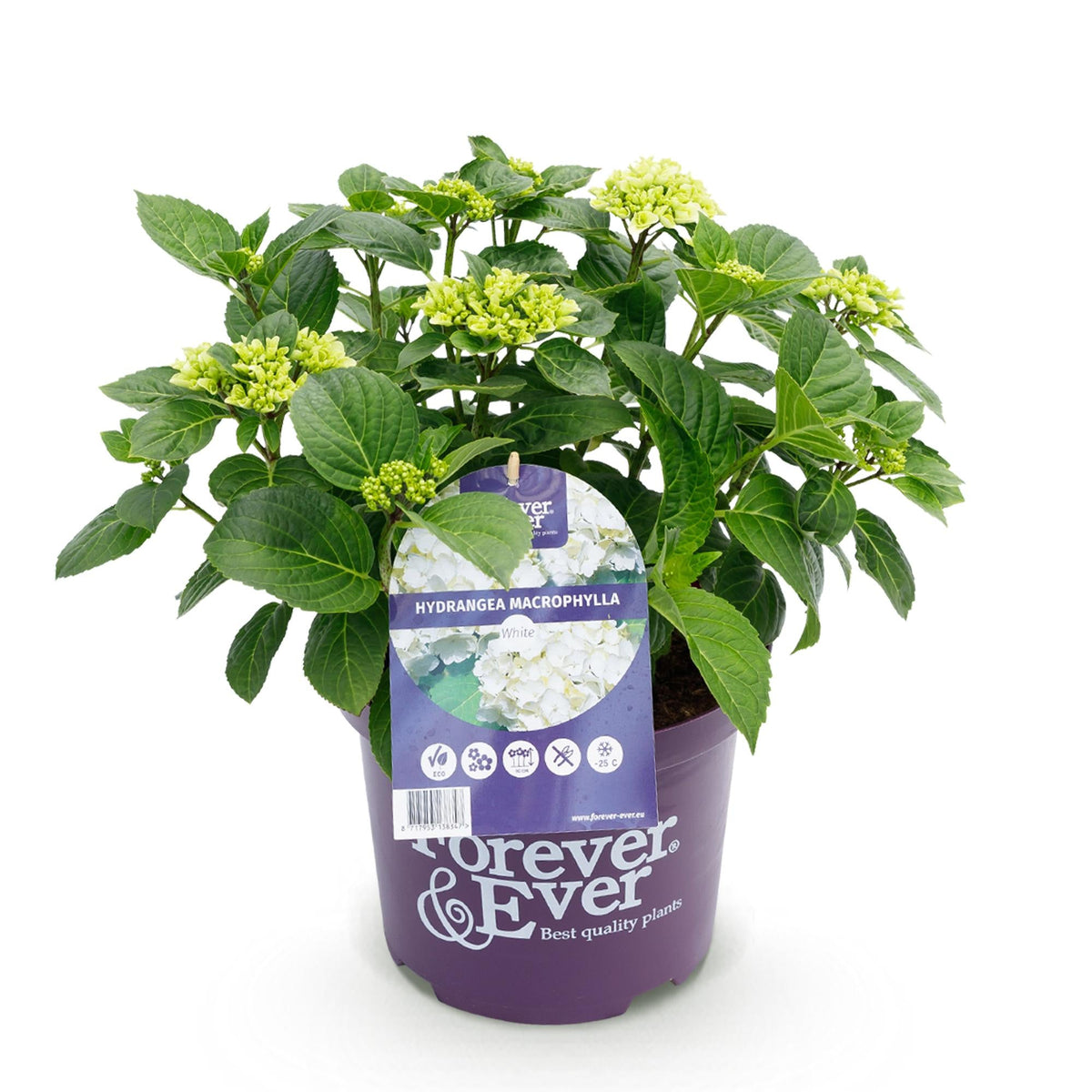 Terrasplant - Hortensia - Hydrangea Forever & Ever - 7-12 Bloemen - Forestbloom