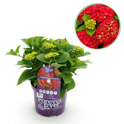 Terrasplant - Hortensia - Hydrangea Forever & Ever - 7-12 Bloemen - Forestbloom