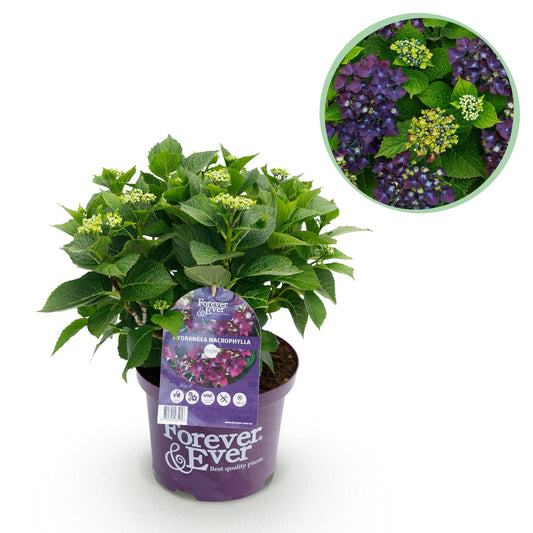 Terrasplant - Hortensia - Hydrangea Forever & Ever - 7-12 Bloemen - Forestbloom