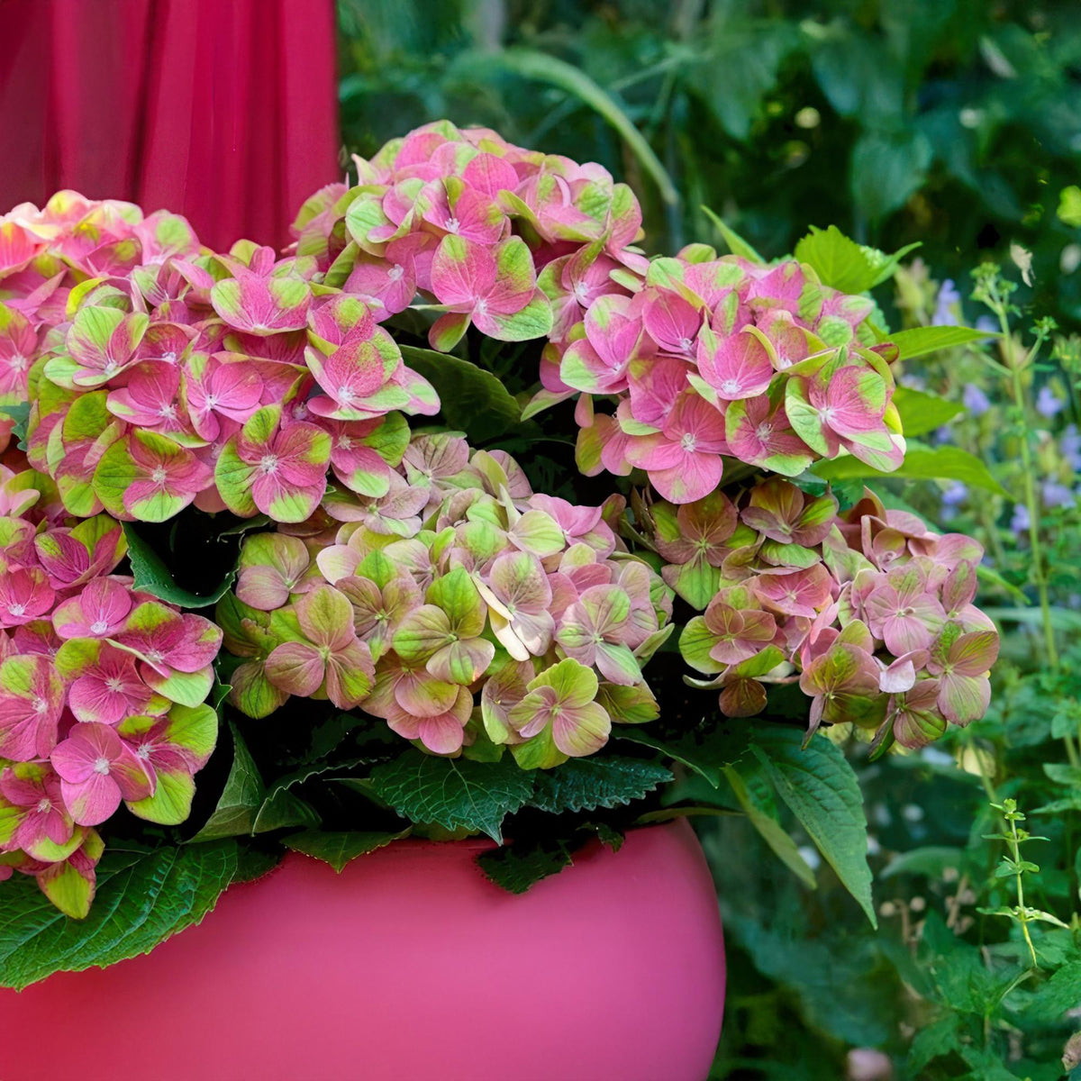 Terrasplant - Hortensia - Hydrangea Magical Green Fire - 6-10 Bloemen - 2 Planten - Forestbloom