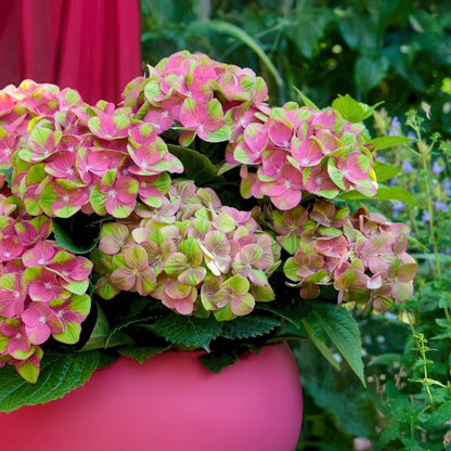 Terrasplant - Hortensia - Hydrangea Magical Green Fire - 6-10 Bloemen - 2 Planten - Forestbloom