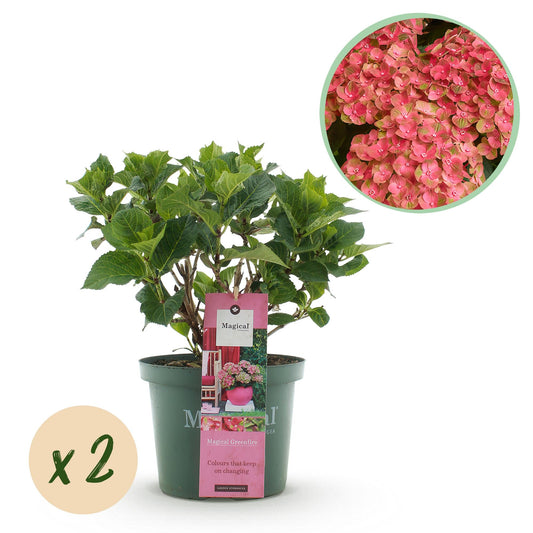 Terrasplant - Hortensia - Hydrangea Magical Green Fire - 6-10 Bloemen - 2 Planten - Forestbloom