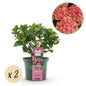 Terrasplant - Hortensia - Hydrangea Magical Green Fire - 6-10 Bloemen - 2 Planten - Forestbloom