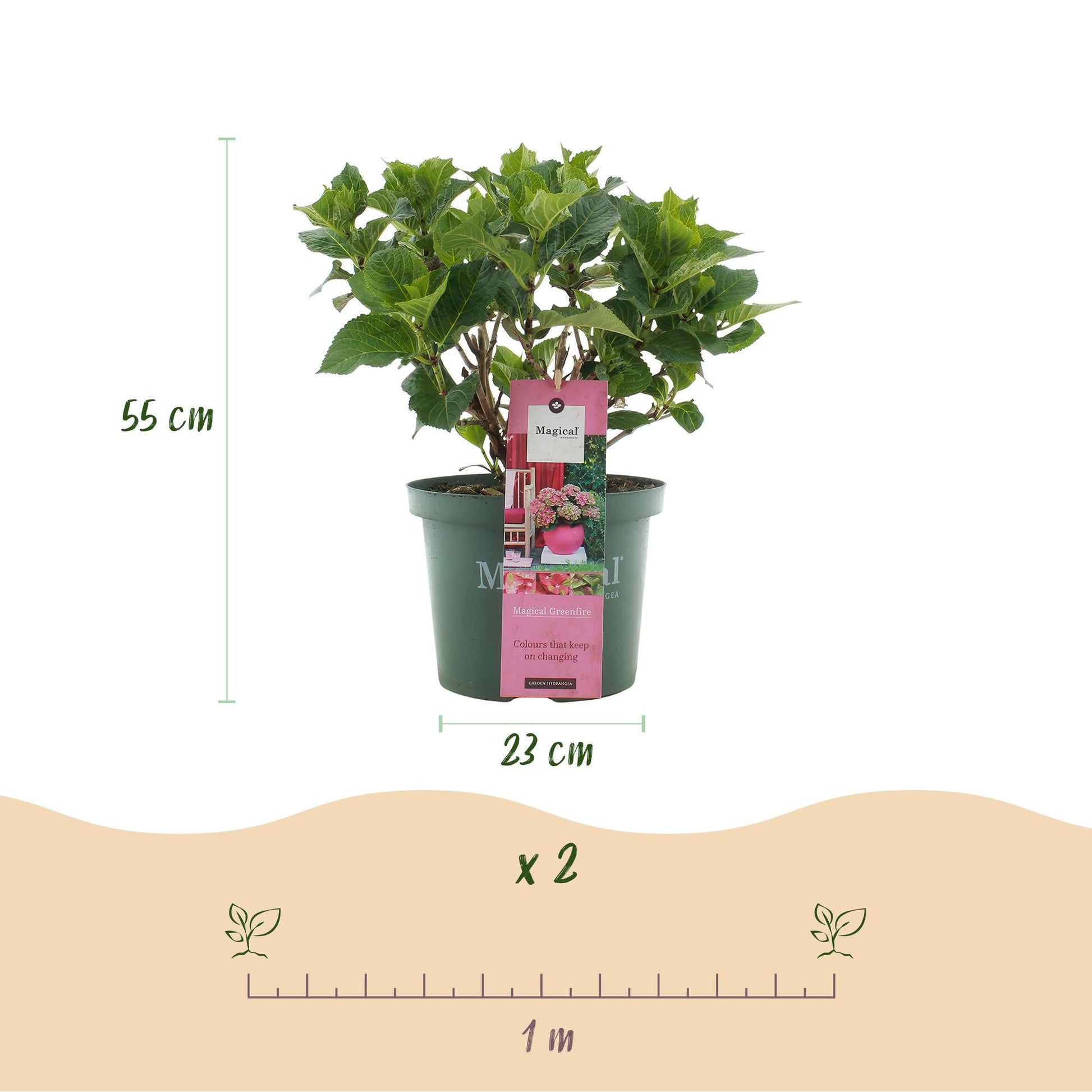 Terrasplant - Hortensia - Hydrangea Magical Green Fire - 6-10 Bloemen - 2 Planten - Forestbloom