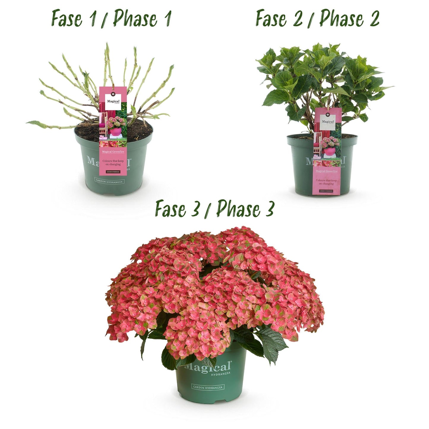 Terrasplant - Hortensia - Hydrangea Magical Green Fire - 6-10 Bloemen - 2 Planten - Forestbloom