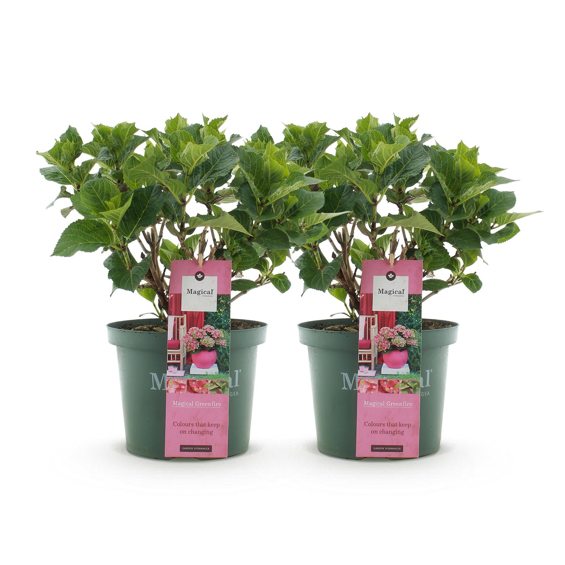 Terrasplant - Hortensia - Hydrangea Magical Green Fire - 6-10 Bloemen - 2 Planten - Forestbloom