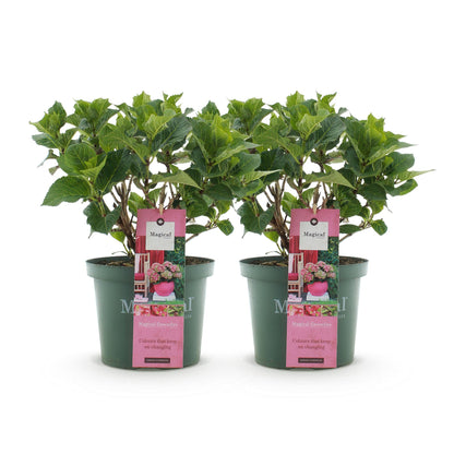 Terrasplant - Hortensia - Hydrangea Magical Green Fire - 6-10 Bloemen - 2 Planten - Forestbloom