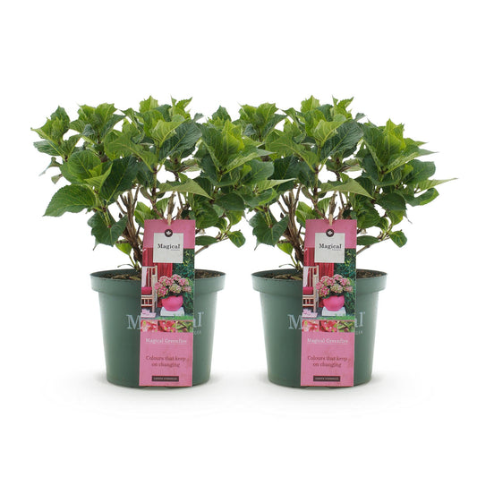 Terrasplant - Hortensia - Hydrangea Magical Green Fire - 6-10 Bloemen - 2 Planten - Forestbloom