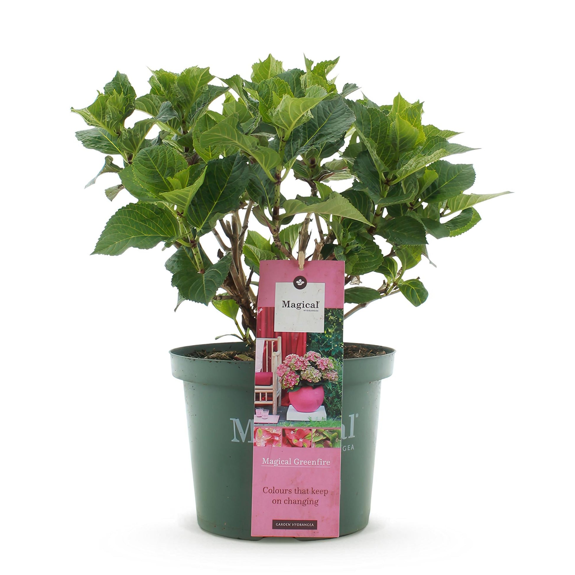 Terrasplant - Hortensia - Hydrangea Magical Green Fire - 6-10 Bloemen - Forestbloom