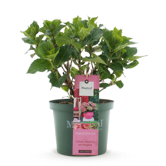 Terrasplant - Hortensia - Hydrangea Magical Green Fire - 6-10 Bloemen - Forestbloom