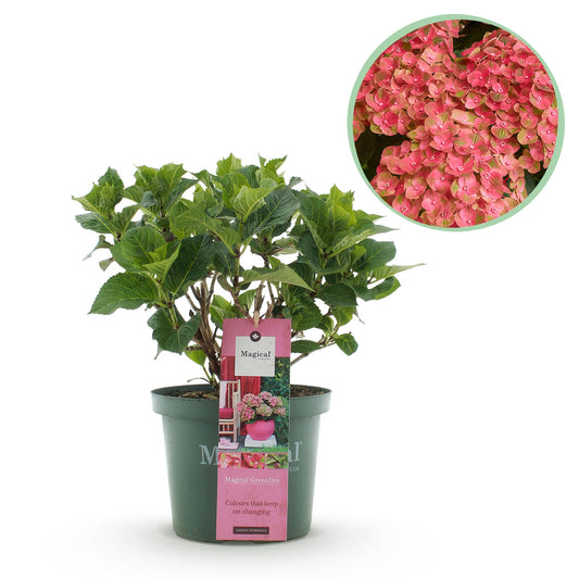 Terrasplant - Hortensia - Hydrangea Magical Green Fire - 6-10 Bloemen - Forestbloom