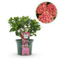 Terrasplant - Hortensia - Hydrangea Magical Green Fire - 6-10 Bloemen - Forestbloom