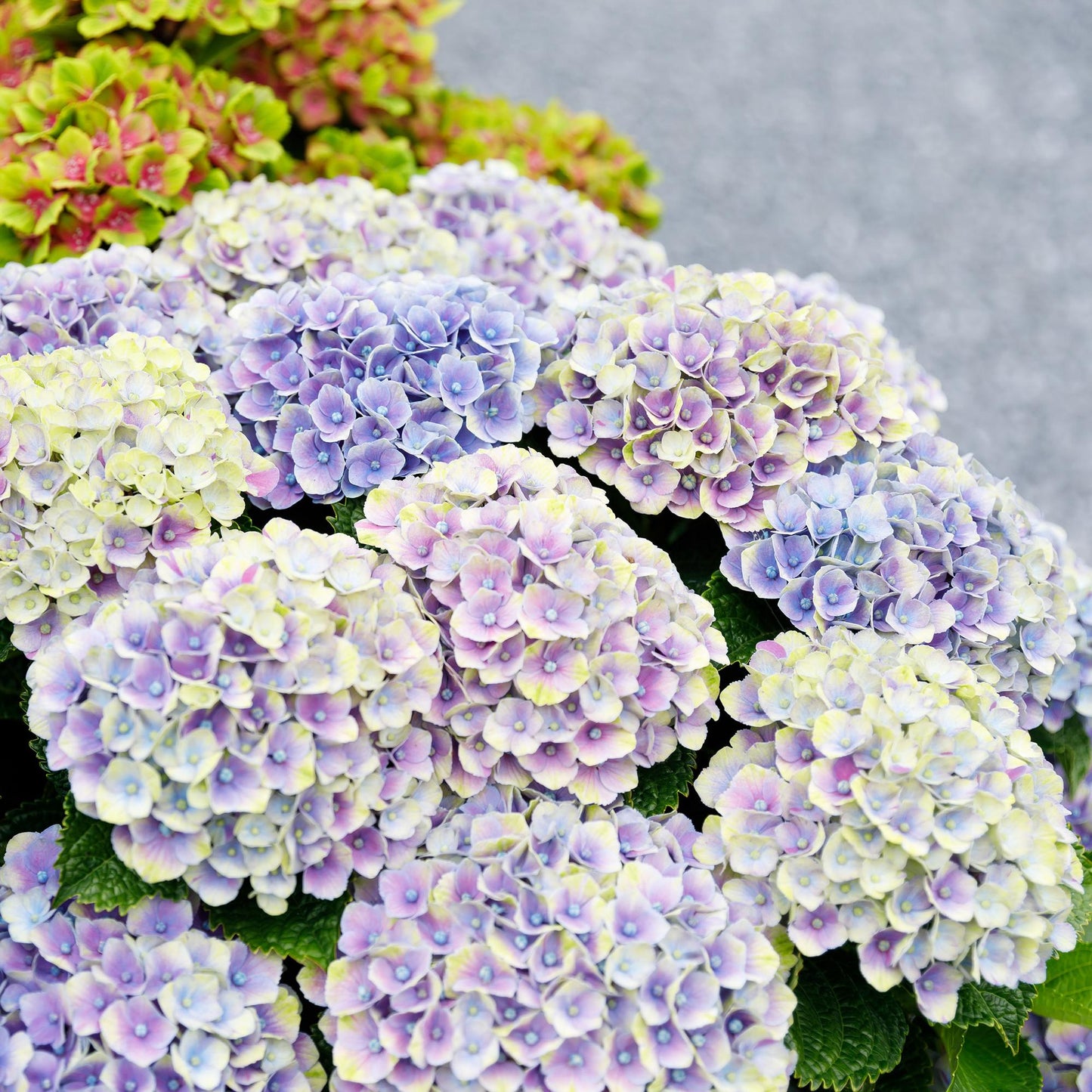Terrasplant - Hortensia - Hydrangea Magical Jewel Blue - 6-10 Bloemen - 2 Planten - Forestbloom