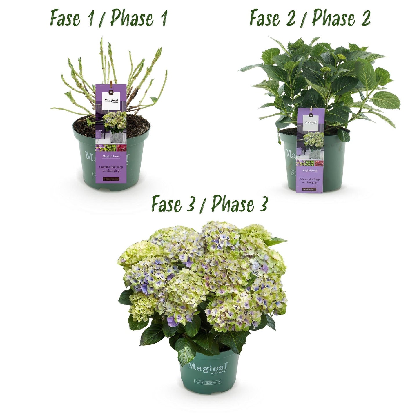 Terrasplant - Hortensia - Hydrangea Magical Jewel Blue - 6-10 Bloemen - 2 Planten - Forestbloom