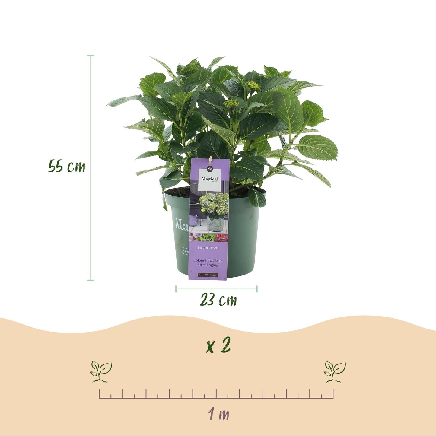 Terrasplant - Hortensia - Hydrangea Magical Jewel Blue - 6-10 Bloemen - 2 Planten - Forestbloom