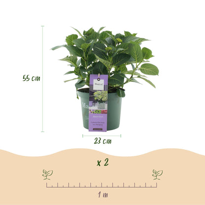Terrasplant - Hortensia - Hydrangea Magical Jewel Blue - 6-10 Bloemen - 2 Planten - Forestbloom