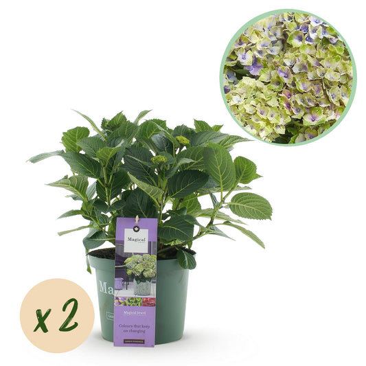 Terrasplant - Hortensia - Hydrangea Magical Jewel Blue - 6-10 Bloemen - 2 Planten - Forestbloom