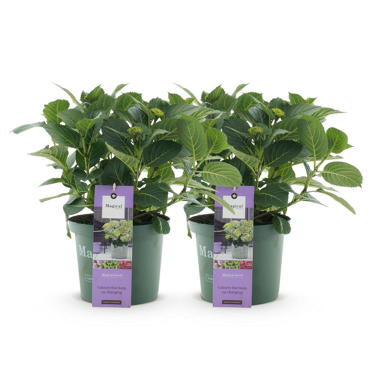 Terrasplant - Hortensia - Hydrangea Magical Jewel Blue - 6-10 Bloemen - 2 Planten - Forestbloom