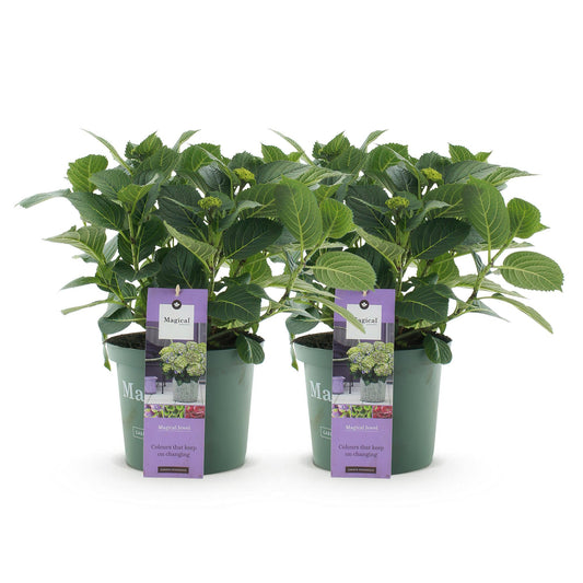 Terrasplant - Hortensia - Hydrangea Magical Jewel Blue - 6-10 Bloemen - 2 Planten - Forestbloom