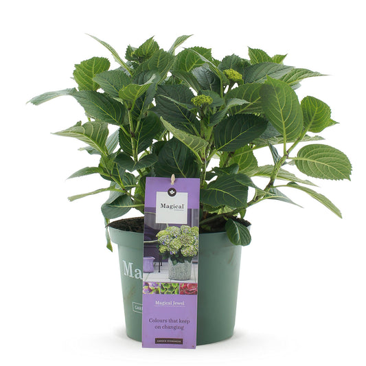 Terrasplant - Hortensia - Hydrangea Magical Jewel Blue - 6-10 Bloemen - Forestbloom